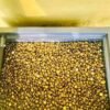 Gold dust powder price, 24k gold dust powder, buy gold dust online, gold dust price, purchase gold dust online